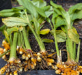 Turmeric plant 2pcs