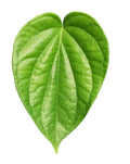 Beetle leafs(min 3leafs)