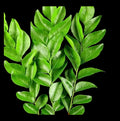 Fresh curry leafs(1 packet)