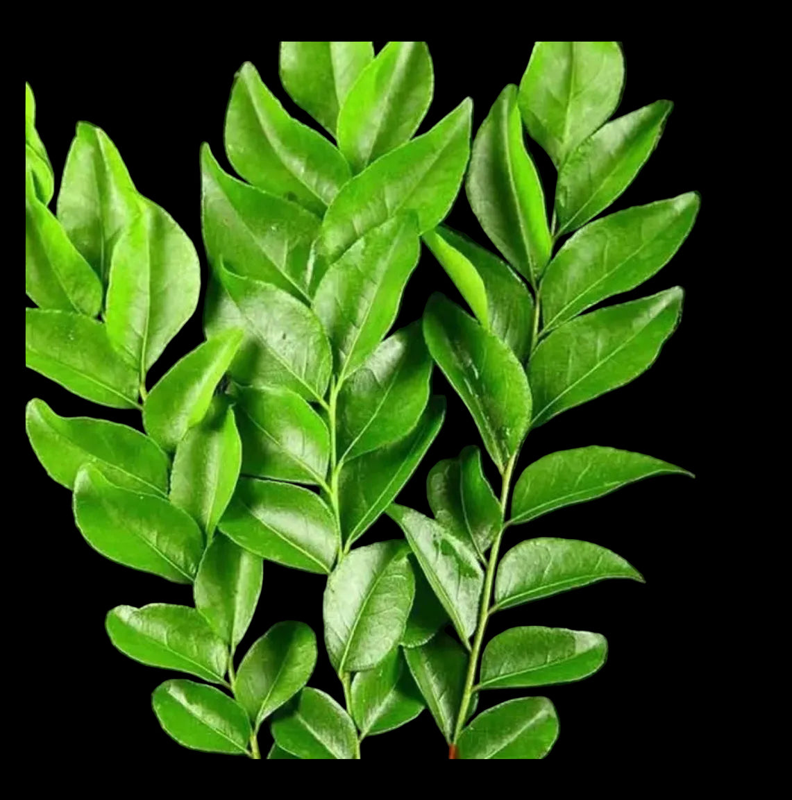 Fresh curry leafs(1 packet)
