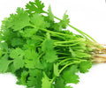 Coriander leafs